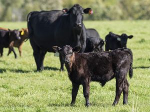 Black Beef Cattle in green field. Cattle feed available at Berend Bros. locations in Wichita Falls, Bowie, Megargel, Windthorst, and Olney, Texas