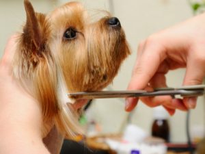 Small dog being groomed. Berend Bros. in Wichita Falls offers dog grooming services in our store.