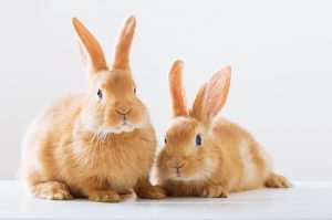 Two brown rabbits. Rabbit Food & Supplies. Available at Berend Bros. locations in Wichita Falls, Bowie, Megargel, Windthorst, and Olney, Texas