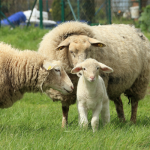 Lambing Season guide to success at Berend Bros.
