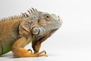 Profile of a reptile. Feed for Exotic Animals is available at Berend Bros. locations in Wichita Falls, Bowie, Megargel, Windthorst, and Olney, Texas