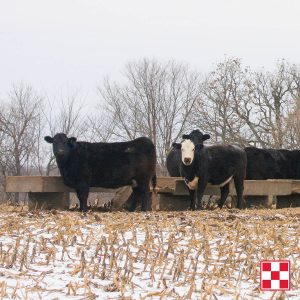 Cattle Winter Forage Options