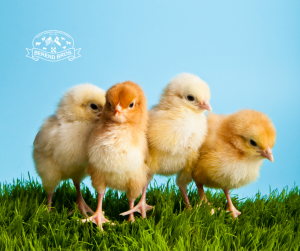 Spring chick delivery in Bowie, Texas is coming soon! It's chick season at Berend Brothers and chicks are on their way to our Bowie store. All baby chicks are pullets, 90% accuracy unless otherwise noted.