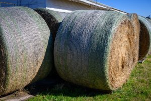 Hay Round Bales. Hay and shavings are available at Berend Bros. locations in Wichita Falls, Bowie, Megargel, Windthorst, and Olney, Texas