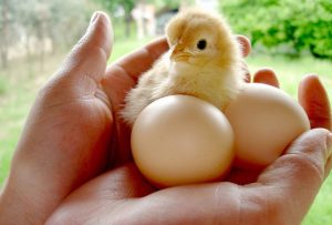 Spring chicks are in stock at Berend Bros. in Bowie and Wichita Falls, Texas.