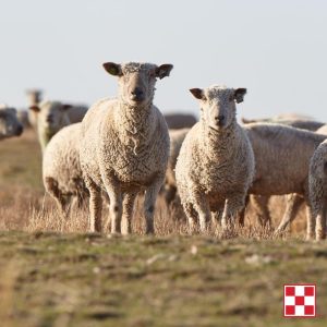Herd of sheep in a pasture. Sheep Nutrition 101 Facebook Live with Berend Bros. and Purina on September 2, 2020.