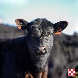 Purina Healthy Calves