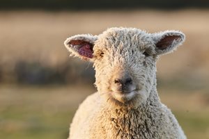 Sheep Mineral is key to breeding success