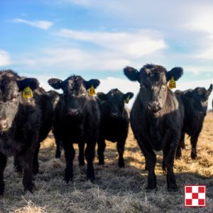 Don’t Let Calves Fall Victim to the Spring Nutrient Gap