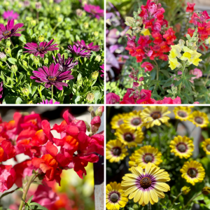 May gardening, need some garden inspiration? This is a great time to visit Berend Bros. greenhouses for some new ideas and possibilities. 