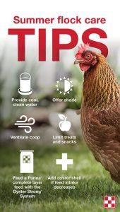 Summer flock care tips from Berend Bros. in Texas.