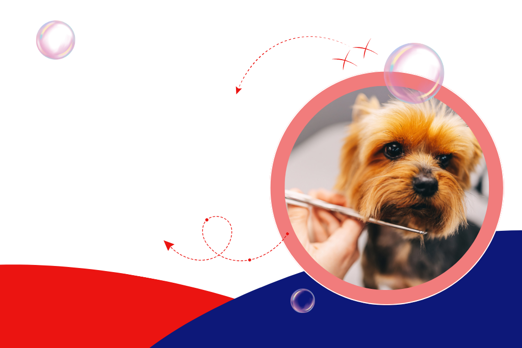 Dog Grooming – Wichita Falls