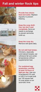 Raising chickens in winter can be a lot of fun. Read our winter flock tips to keep your girls warm and happy all winter long.