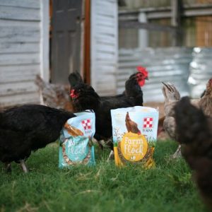 Introducing a new duo of Purina Flock To Farm hen treats. Each is made with wholesome, scrumptious ingredients that hens love. Pick up a bag and spoil your hens!
