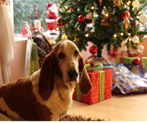 Dogs are curious creatures. Follow these tips for a dog-safe Christmas tree and help ensure your pet’s safety this holiday season.