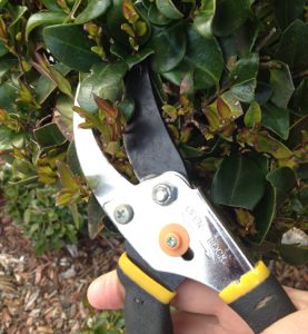 Between now and mid-February Texas gardeners should begin winter pruning. Neal Sperry offers this list of 7 plants that need winter pruning.