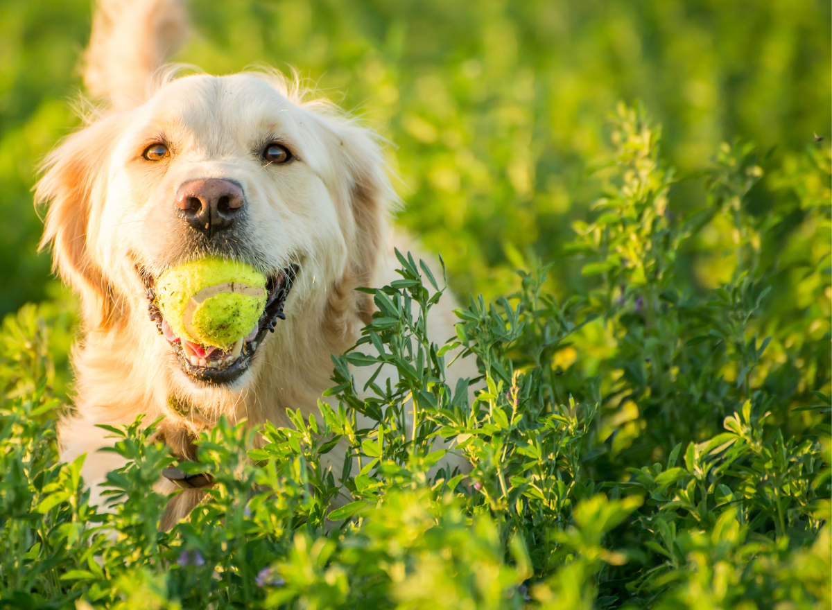 Dog with a ball in mouth