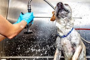 White dog getting a bath. DIY Pet Wash Station at Berend Bros. Wichita Falls, Texas