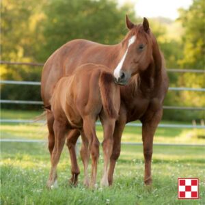Stock up and save $1 per bag on Purina Impact Horse Feed at Berend Bros. Feed your horse the best nutrition and save through April 30, 2022.