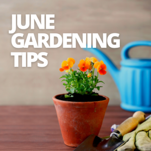 June Gardening Tips from Berend Bros.