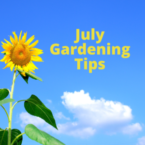 Keep your garden great with our easy July Gardening Tips! Garden activities usually slow down in the summertime as the temperature rises.