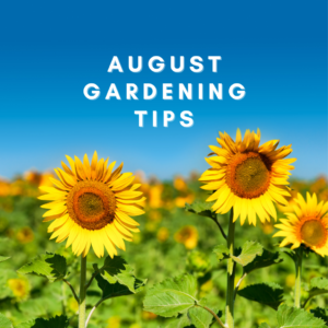 August is here and needless to say, it is HOT! However, Autumn is right around the corner. Here are a few August gardening tips to get you through the scorching days.